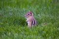 Selective focus side view of adorable eastern chipmunk sitting in lawn at spring staring intently Royalty Free Stock Photo