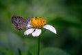 Selective focus  side view of a Cassius blue butterfly with closed wings perched on a white flower Royalty Free Stock Photo