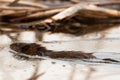 Selective focus side view of muskrat swimming in wetland pond in spring