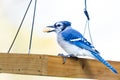 Selective focus side view of Northern blue jay perched on bird feeder Royalty Free Stock Photo