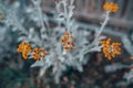 Selective focus of Silver ragwort growing in a field with a blurry background