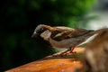 Selective focus of a sind sparrow looking down off a ledge