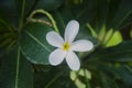 Selective focus on single beautiful FRANGIPANI flower with green leaves. Royalty Free Stock Photo