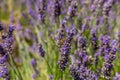 Selective focus on bee on lavender flower looking for nectar Royalty Free Stock Photo