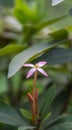 A single Ixora flower blossom in a garden. Pink white spike flower. Rubiaceae flower. Ixora coccinea flower in