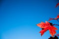 Selective focus on single red maple leaf in the fall against a clear sky Royalty Free Stock Photo