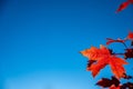 Selective focus on single red maple leaf in the fall against a clear sky Royalty Free Stock Photo