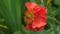 Selective focus of a single scarlet avens (Geum quellyon) flower