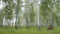 Selective focus. Slender birches. Summer Siberian landscape. Travel to Russia