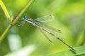 Slender Spreadwing damselfly, Lestes Rectangularis Royalty Free Stock Photo