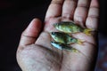 selective focus on small barb fish in hand in dark background Royalty Free Stock Photo