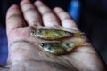 selective focus on small barb fish in hand in dark background Royalty Free Stock Photo