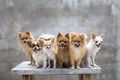 Selective focus on small body brown chihuahua dog and his family