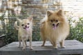 Selective focus on small body brown chihuahua dog Royalty Free Stock Photo