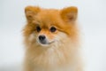 selective focus of small breed Pomeranian Dog is Looking up something on a white background. Royalty Free Stock Photo