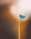 Selective focus on a small butterfly resting on the tip of a grass stalk in the countryside in summer