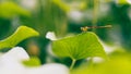 Selective focus small dragonfly on green leaf over blur nature background Royalty Free Stock Photo