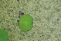 Selective focus at small green lotus leaf with duckweed floating in the pond Royalty Free Stock Photo