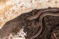 A selective focus of a small legless lizard, The scraggly spindle is a reptile. Royalty Free Stock Photo