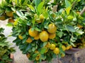 Selective focus.Small lemon trees in pots sold in a store.