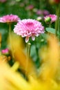 Selective focus of small lilac chrysanthemum flowers vertical compsotion