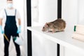 Selective focus of small rat near Royalty Free Stock Photo