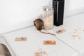 Selective focus of small rat near Royalty Free Stock Photo