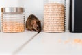 Selective focus of small rat near Royalty Free Stock Photo