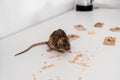 Selective focus of small rat near Royalty Free Stock Photo