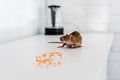 Selective focus of small rat near Royalty Free Stock Photo