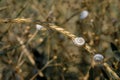 Selective focus on small spiral shells of steppe snails on dried plant stems. Beautiful natural background. Macro shot