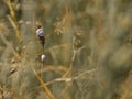 Selective focus on small spiral shells of steppe snails on dried plant stems. Beautiful natural background. Macro shot