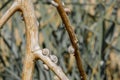 Selective focus on small spiral shells of steppe snails on dried plant stems. Beautiful natural background. Macro shot