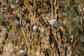 Selective focus on small spiral shells of steppe snails on dried plant stems. Beautiful natural background. Macro shot