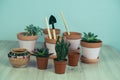 small succulents, transplanting domestic plants into clay pots, Hobbies and plant growing concept