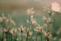 Selective focus Soft shoots of grasstake backlit in the morning Royalty Free Stock Photo
