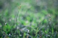 Selective focus Soft shoots of grasstake backlit in the morning Royalty Free Stock Photo