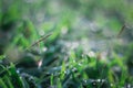 Selective focus Soft shoots of grasstake backlit in the morning Royalty Free Stock Photo