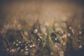 Selective focus Soft shoots of grasstake backlit in the morning Royalty Free Stock Photo