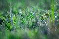 Selective focus Soft shoots of grasstake backlit in the morning Royalty Free Stock Photo