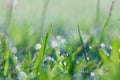 Selective focus Soft shoots of grasstake backlit in the morning Royalty Free Stock Photo