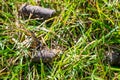 Selective focus on soil plug from a lawn aerator