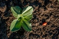 soy sprouts leaves on the field at spring