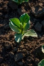 soy sprouts leaves on the soil at spring, selective focus