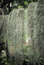 Selective focus on the Spanish moss grows in the pottery hanging under the steel rack in the outdoor garden Royalty Free Stock Photo