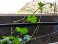 A selective focus on spirally coiled modified stem called tendrils, used for plant climbing