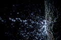 Selective focus splashing water droplets with trees in black background.soft focus.shallow focus effect Royalty Free Stock Photo