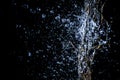 Selective focus splashing water droplets with trees in black background.soft focus.shallow focus effect Royalty Free Stock Photo