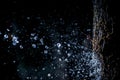 Selective focus splashing water droplets with trees in black background.soft focus.shallow focus effect Royalty Free Stock Photo