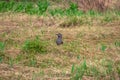 Selective focus. Spotted nutcracker (Nucifraga caryocatactes Linnaeus) in the taiga of the Western Sayans.